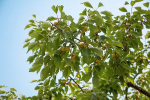  주일 교회 둘러보기
