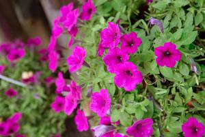  주일 교회 둘러보기