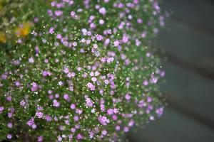  주일 교회 둘러보기