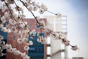  교회 둘러보기 (평강의 봄)