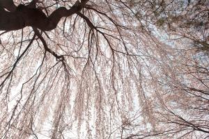  교회 둘러보기 (평강의 봄)