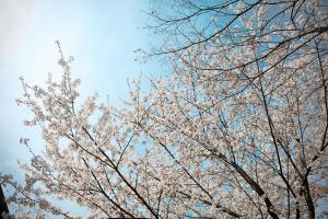  교회 둘러보기 (평강의 봄)