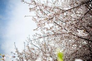  교회 둘러보기 (평강의 봄)