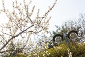  교회 둘러보기 (평강의 봄)