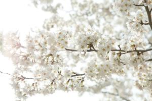  교회 둘러보기 (평강의 봄)