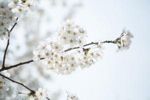 교회 둘러보기 (평강의 봄)