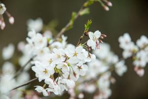  교회 둘러보기 (평강의 봄)
