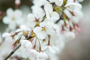  교회 둘러보기 (평강의 봄)