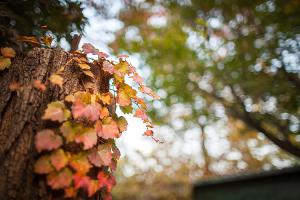  교회 둘러보기 (평강의 가을)