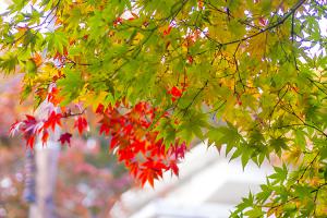  교회 둘러보기 (평강의 가을)