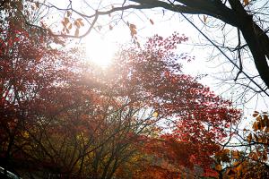  주일 교회 둘러보기(추수감사절)