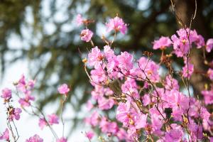  교회 둘러보기(평강의 봄)
