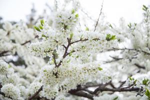  교회 둘러보기(평강의 봄)