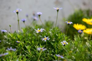  주일 교회 둘러보기
