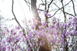  교회 둘러보기(평강의 봄)