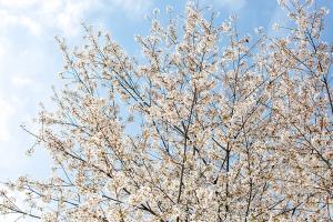  교회 둘러보기(평강의 봄)