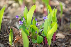  교회 둘러보기(평강의 봄)