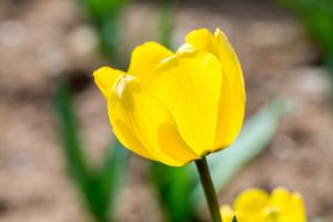  교회 둘러보기(평강의 봄)