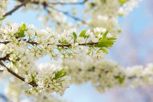  교회 둘러보기(평강의 봄)