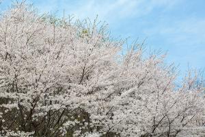  교회 둘러보기(평강의 봄)