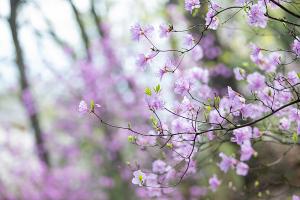  교회 둘러보기(평강의 봄)