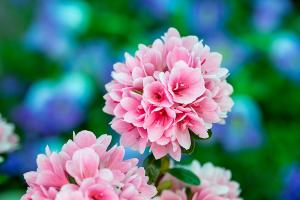  교회 둘러보기(평강의 봄)