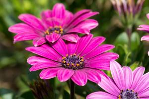  교회 둘러보기(평강의 봄)