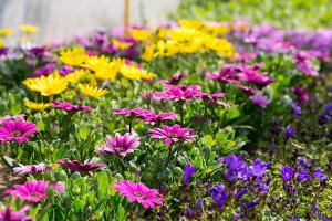  교회 둘러보기(평강의 봄)