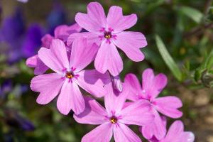  교회 둘러보기(평강의 봄)