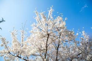  교회 둘러보기(평강의 봄)