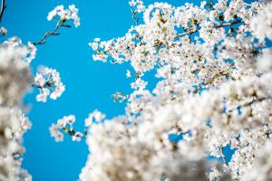  교회 둘러보기(평강의 봄)