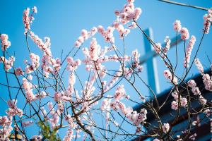  교회 둘러보기(평강의 봄)