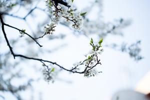  교회 둘러보기(평강의 봄)