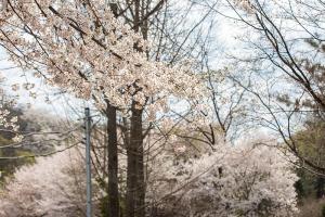   교회 둘러보기(평강의 봄)