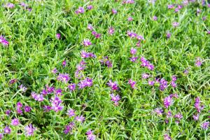  하계대성회 넷째날(둘러보기)